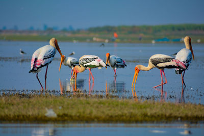 View of birds in lake