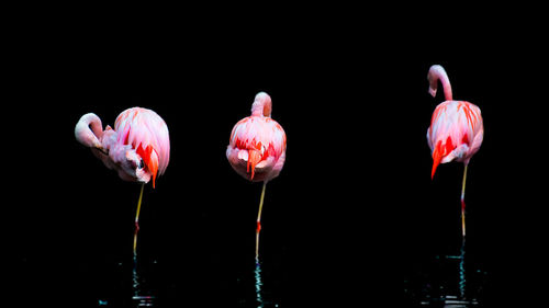 Flock of birds over black background