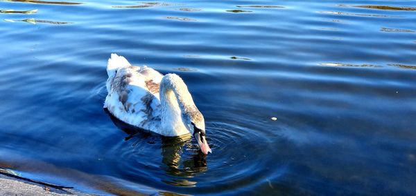 High angle view of duck swimming in lake