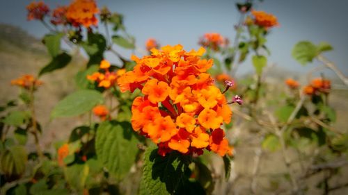 Close-up of orange flowers blooming against sky