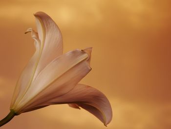 Close-up of orange lily