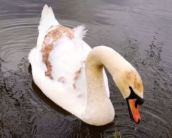 Close-up of swan in water