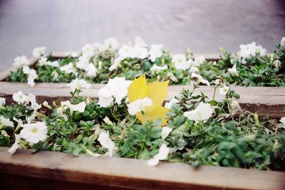 Close-up of white flowers