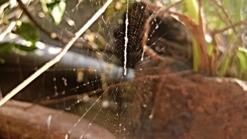 Close-up of spider on web