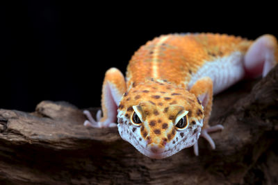 Leopard gecko isolated on black background