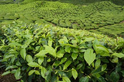 Tea leaves at garden