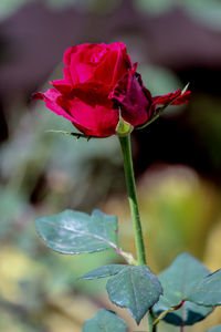 Close-up of rose plant