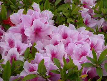 Close-up of pink flowers blooming outdoors