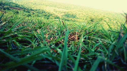 Scenic view of grassy field