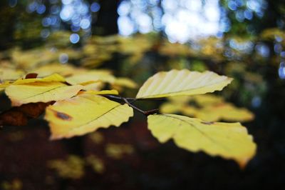 Close-up of maple leaves during autumn