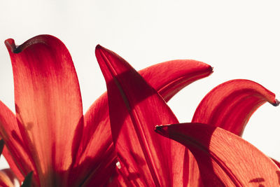 Close-up of red object over white background