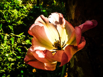 Close-up of pink flower blooming outdoors