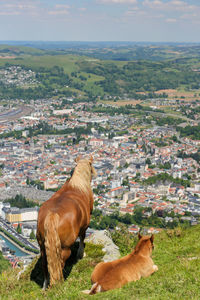 Large and powerful horses on the hill above the city of lourdes. photographed in early spring.