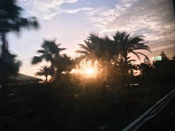 Silhouette of trees during sunset