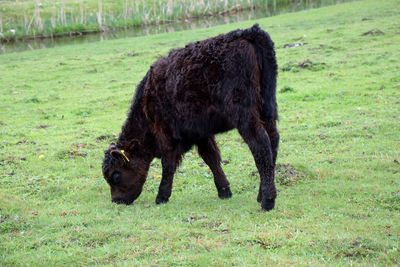 Horse grazing in a field