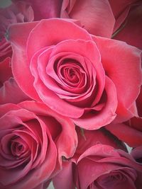 Full frame shot of red roses