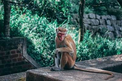 Monkey on retaining wall