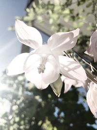 Close-up of white flowers blooming on tree