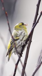 Close-up of bird perching on branch