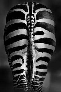 Close-up of zebra