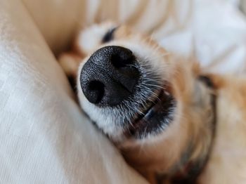 Close-up of dog sleeping