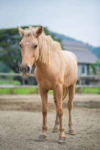 Horse standing in ranch