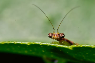 Close-up of grasshopper on plant