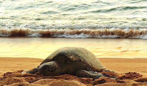 Sea lion in sand at beach