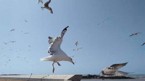 Low angle view of seagulls flying