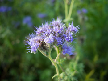 Close-up of purple flowering plant