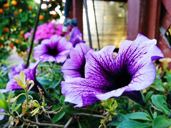 Close-up of purple flowers blooming