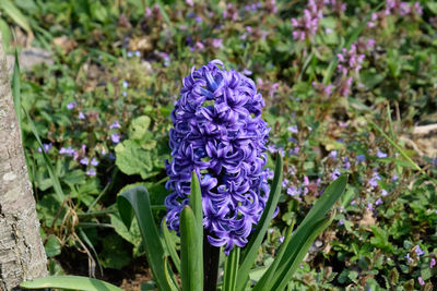 Close-up of purple flowering plants