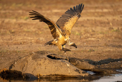 Close-up of bird flying against sky