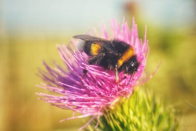 Close-up of bee pollinating on pink flower