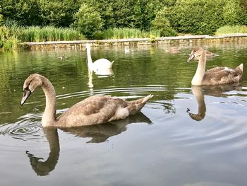 Swans swimming on lake against trees