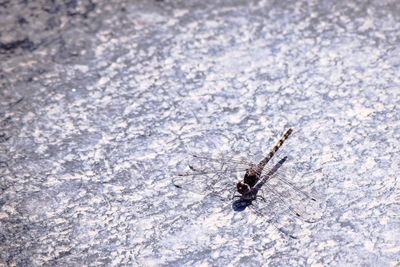 High angle view of insect on snow