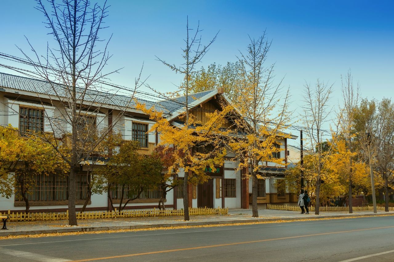 tree, architecture, building exterior, built structure, plant, building, road, sky, transportation, nature, city, residential district, day, autumn, house, street, change, outdoors, growth, yellow