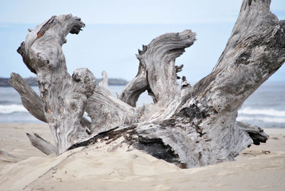 Close-up of tree trunk on beach against sky