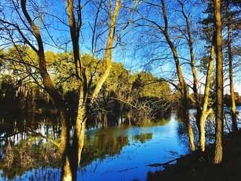 Reflection of trees in lake against sky