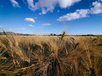 Scenic view of field against sky