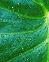 Close-up of wet leaves on rainy day