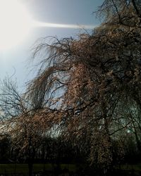 Bird on tree against sky