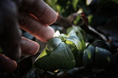 Cropped hand of person touching plants