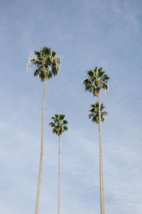 Low angle view of palm tree against sky