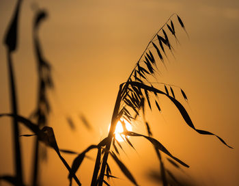 Close-up of silhouette plant against sunset