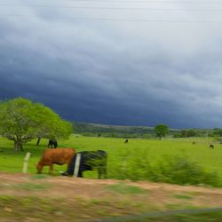 Scenic view of field against sky