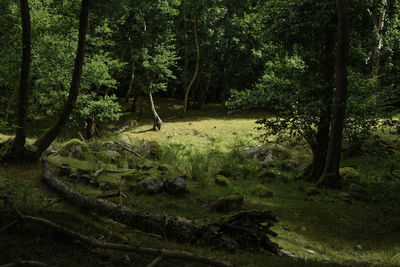 View of trees in forest