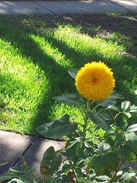 Close up of yellow flowers blooming in park