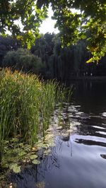 Reflection of trees in lake