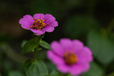 flowering plant